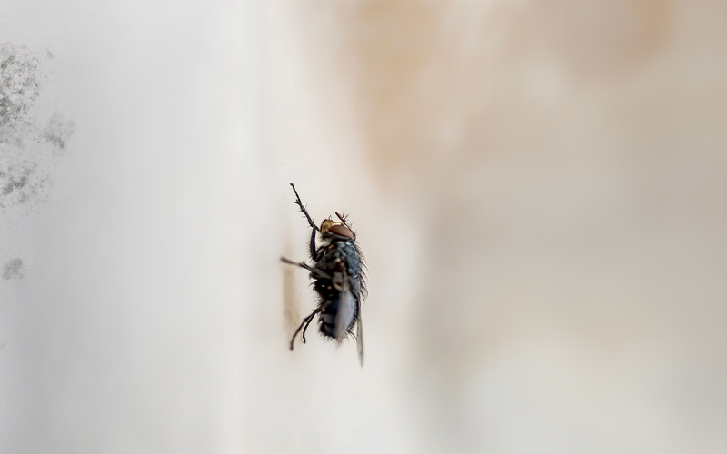 Image of a fly from aircon leaks